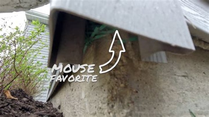 Quick Answer: Can Mice Climb Onto A Table