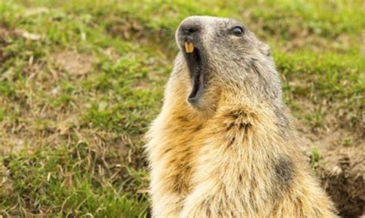 Quick Answer: Can Woodchucks Climb Trees