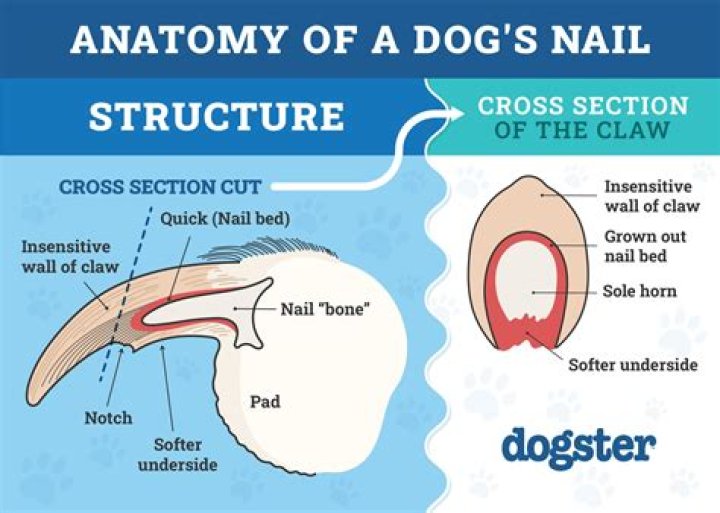 Quick Answer: Does The Dog In Iron Will Die
