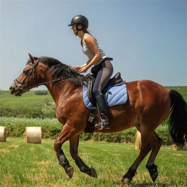 Quick Answer: How Fast Is Average Riding Horse’s Canter
