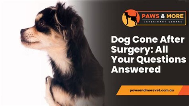 Quick Answer: How Long After Doggie Daycare Is Your Dog Tired