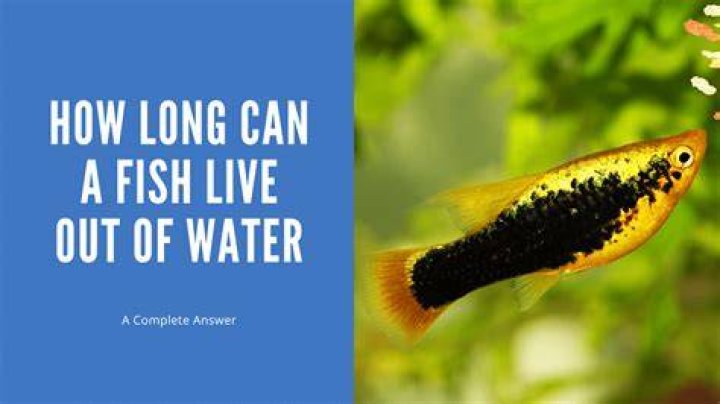 Quick Answer: How Long Can A Fish Live Without Air Pump