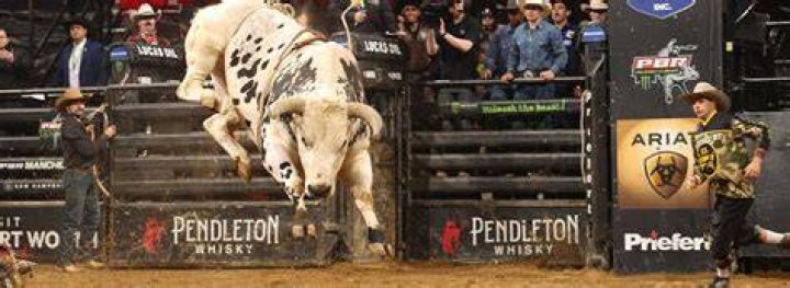 Quick Answer: How Much Is A Pbr Bull Worth