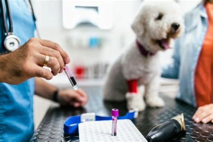 Quick Answer: How Much Would A Blood Test Cost For A Dog