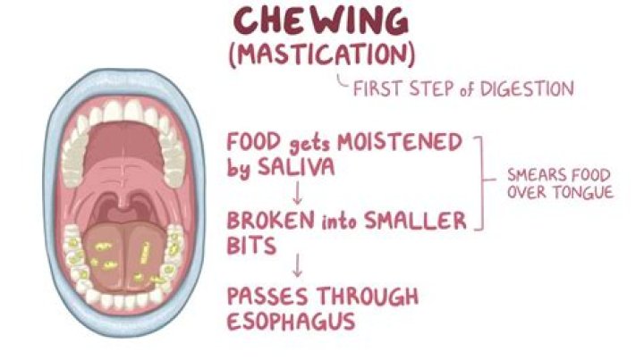 Quick Answer: How To Chew Food Quietly