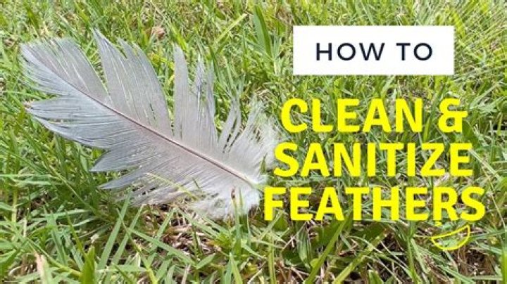 Quick Answer: How To Clean Feathers Found Outside