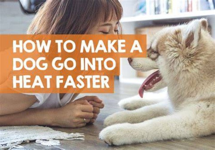 Quick Answer: How To Make A Dog Come Into Heat Faster