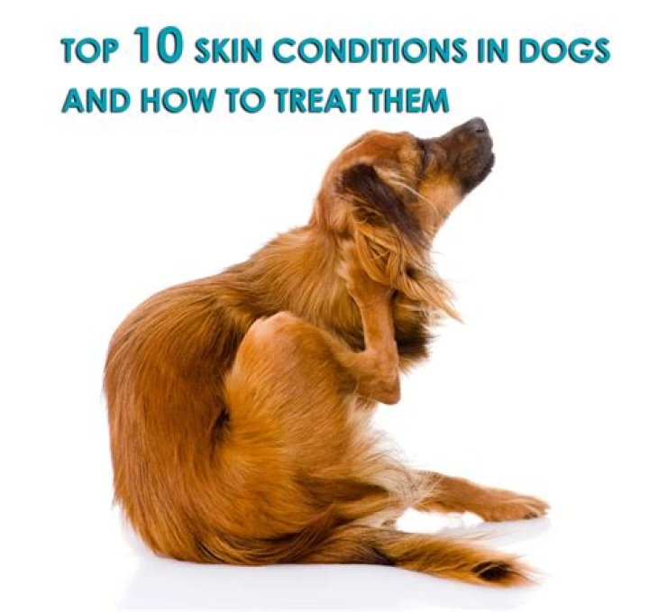 Quick Answer: How To Treat Black Skin Disease In Dogs