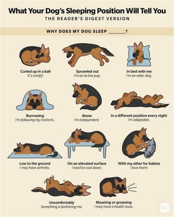 Quick Answer: What Does Otic Use In Dogs Mean