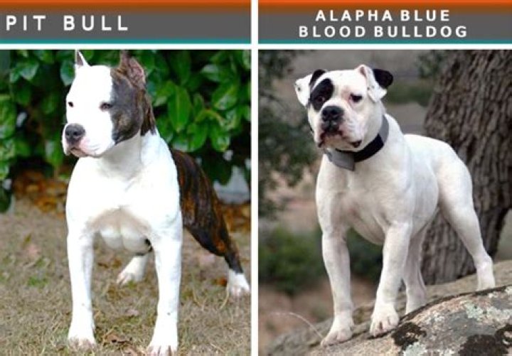 Quick Answer: What Dogs Look Like Pit Bulls