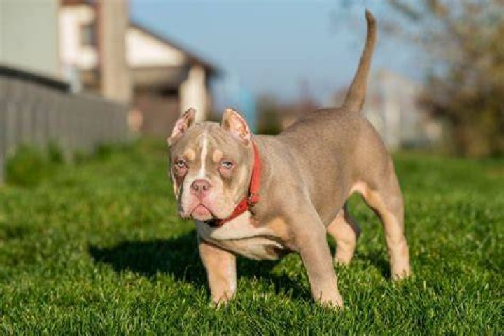 Quick Answer: What Dogs Make A Pocket Bully