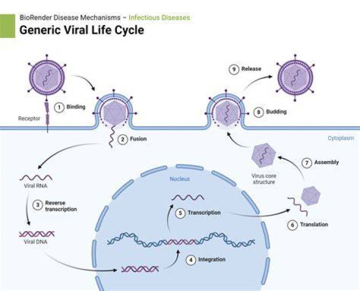 Quick Answer: What Is The Correct Order Of Viral Life Cycle