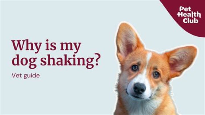 Quick Answer: Why Is My Dog Shaking And Drooling