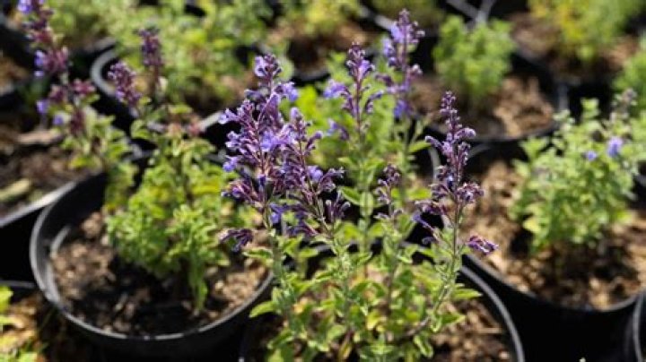Should you cut back catmint in the fall