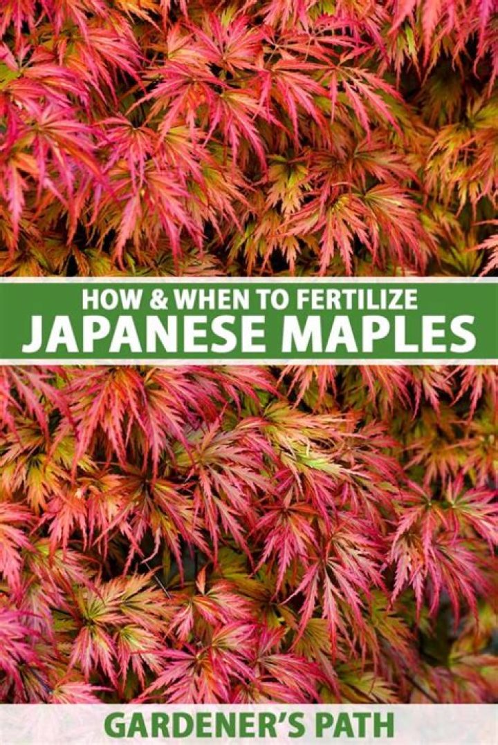 Should you fertilize Japanese maples