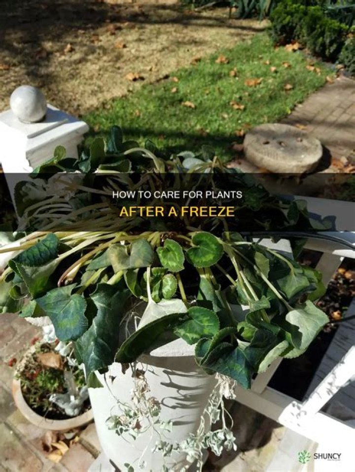 Should you water plants after a freeze