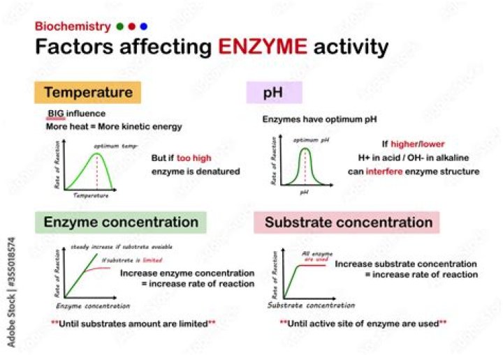 What 3 factors affect enzyme activity