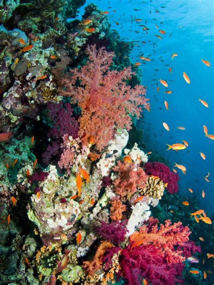 What are coral reefs geography