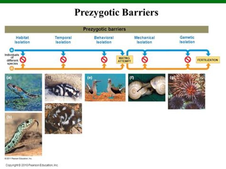 What are examples of Prezygotic barriers