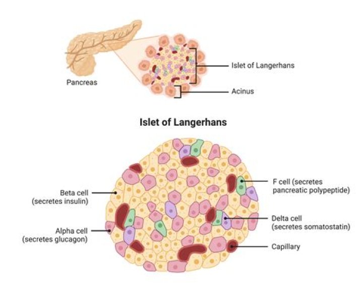 What are islets of Langerhan