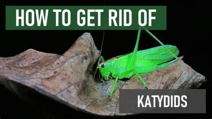 What are katydids attracted to