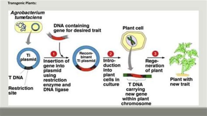 What are some examples of transgenic plants and animals