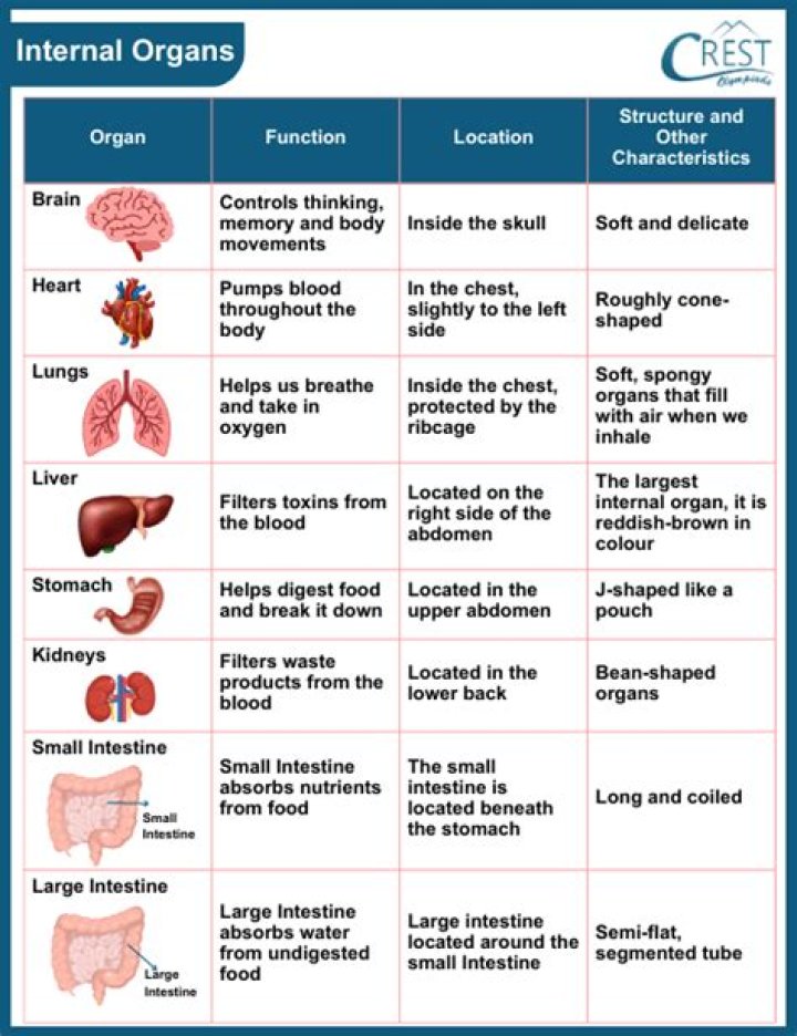 What are the 3 main organ systems involved in respiration