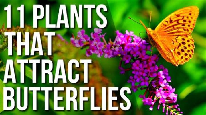 What are the best plants for attracting butterflies