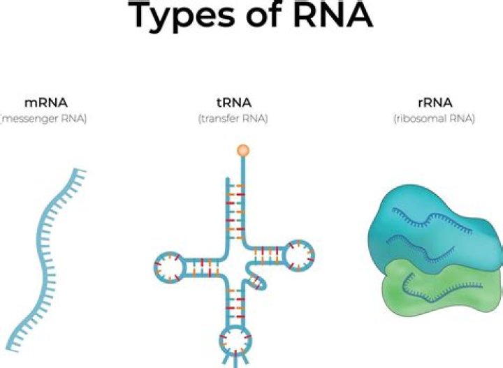 What are the differences between mRNA rRNA and tRNA
