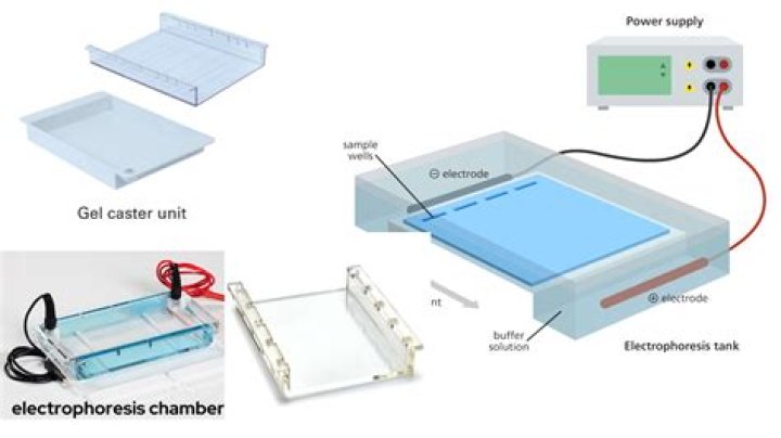 What are the functions of the loading dye in electrophoresis