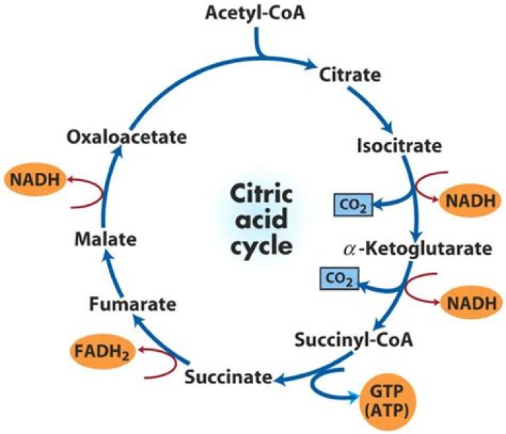 What Are The Inputs And Outputs Of The Krebs Cycle
