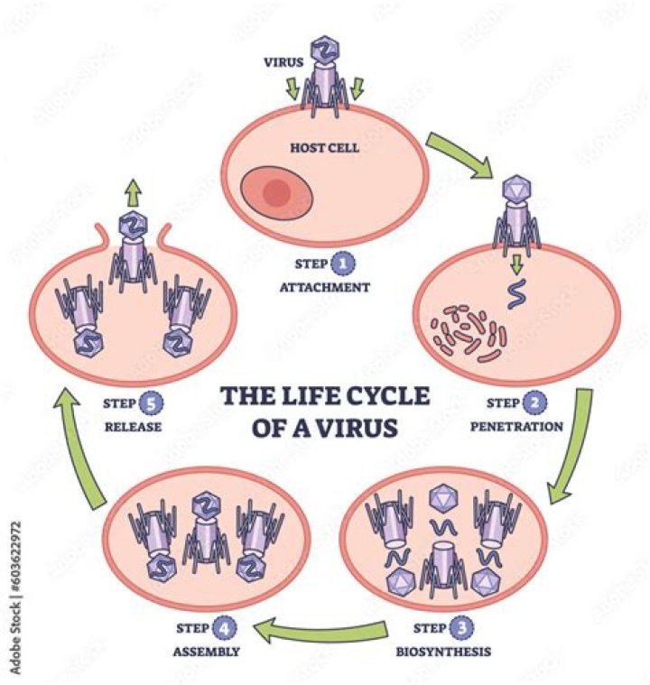 What are the stages of viral infection