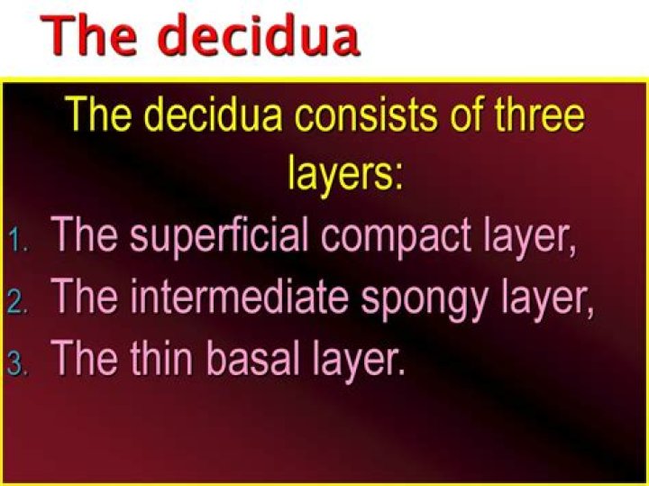 What are the three layers of the decidua