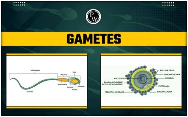 What are the types of gametes