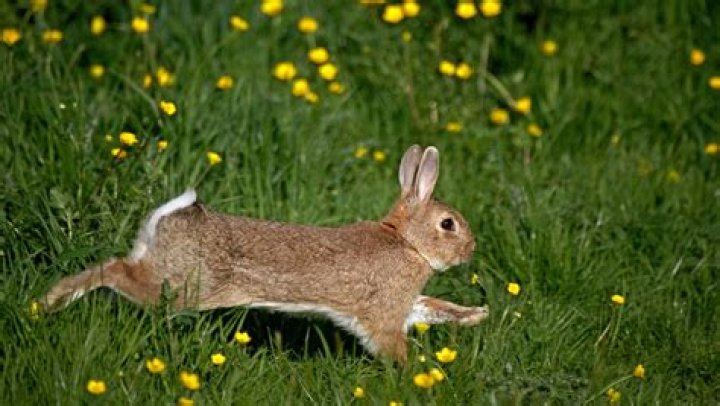 What Breed Of Dogs Typically Run Like A Rabbit