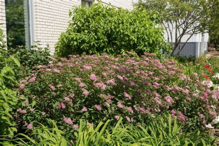 What can I plant with spirea bushes