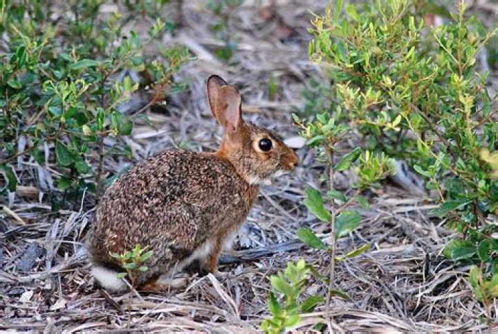 What can you feed cottontail rabbits