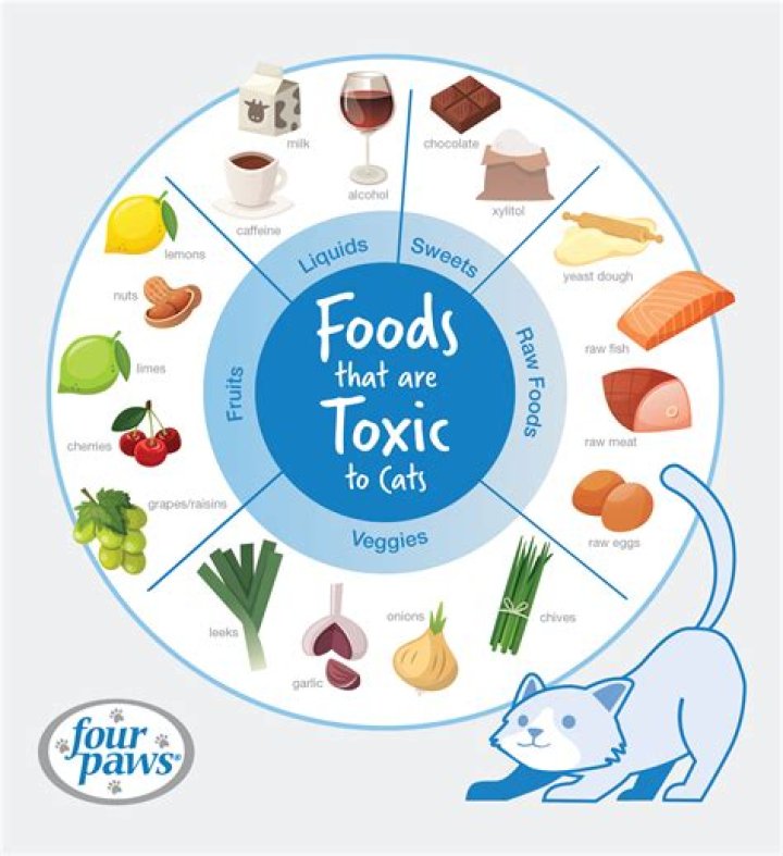 What causes a cat not to eat