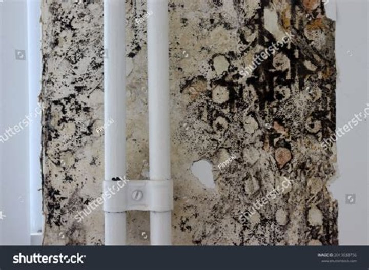What causes mold behind wallpaper