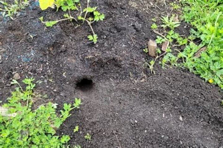 What causes tunnels in my lawn