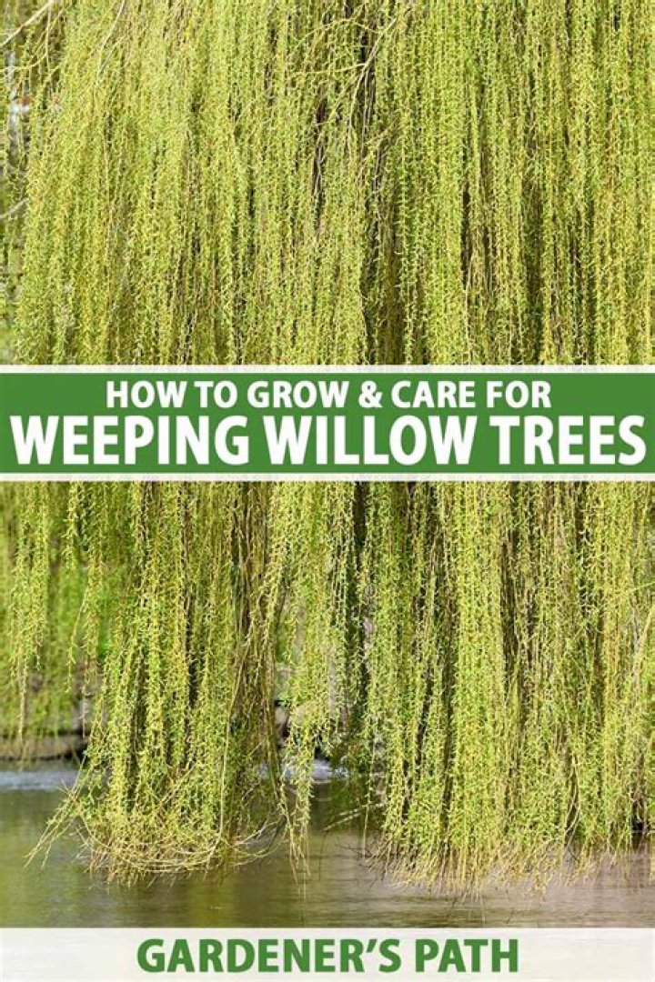 What causes willow trees to die