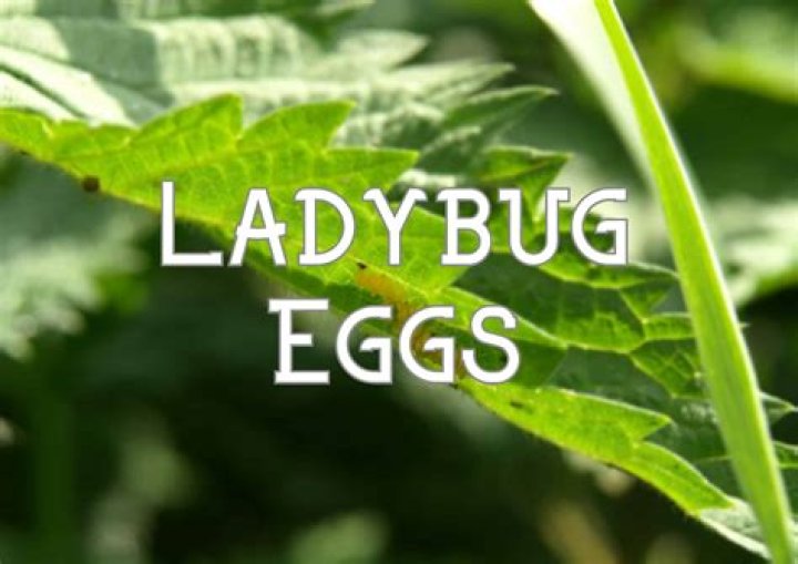 What color are ladybug eggs