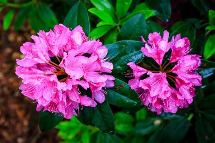 What color is the coast rhododendron