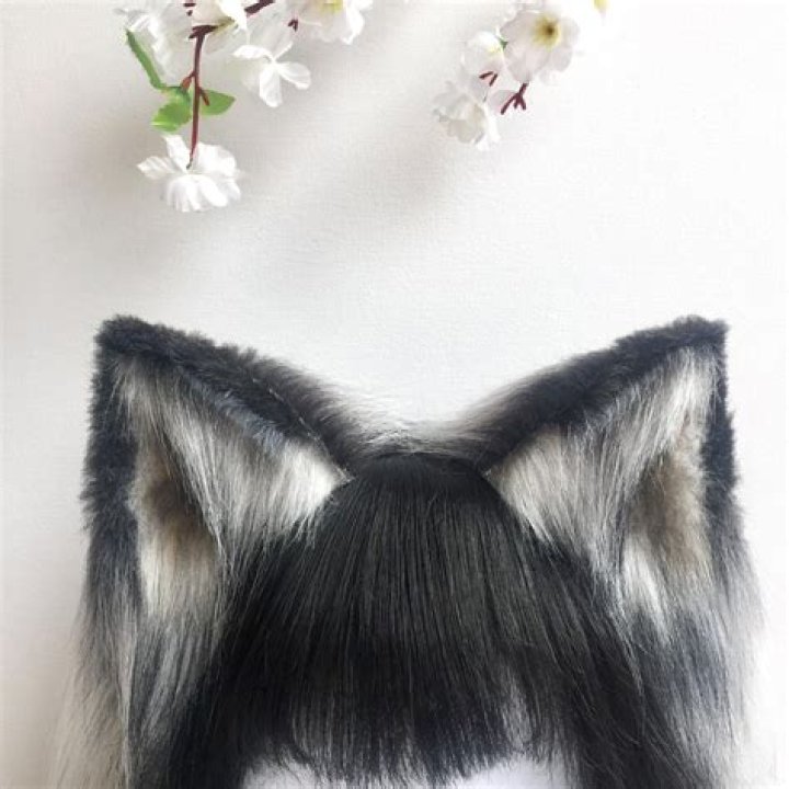 What do wolf ears look like
