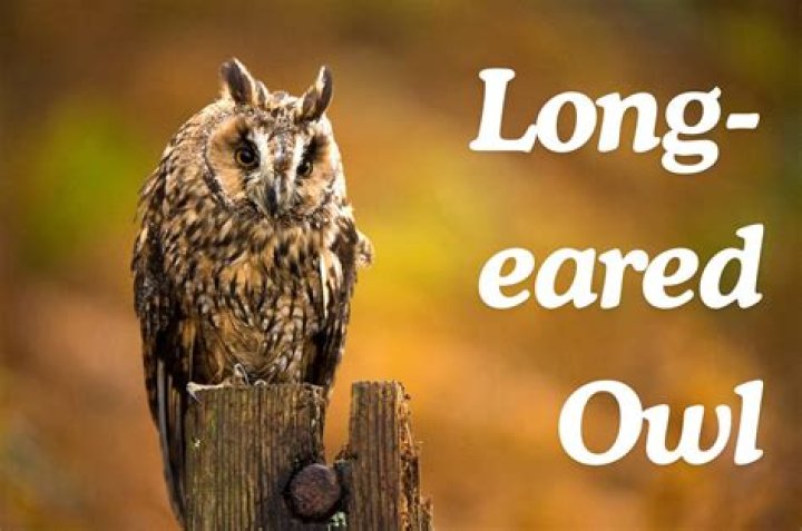 What does a long eared owl eat