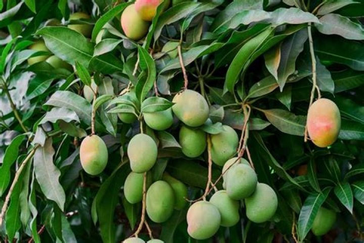 What does a mango plant look like