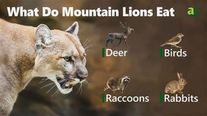 What does a mountain lion represent