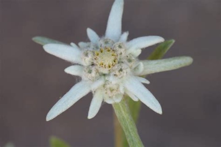 What does an edelweiss flower look like