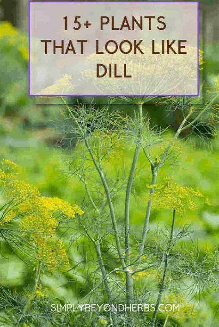 What does dill do for your health