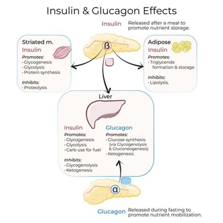 What does IV glucagon do
